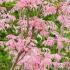 Toona Sinensis Flamingo or pink leaved Chinese Mahogany, an unusual tree with vigorous bright pink branches, buy online UK delivery.