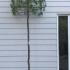Topiary Boxhead Hornbeam Trees 2.55 m buy online UK.