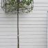 Topiary Boxhead Hornbeam Trees 2.9 m buy online UK.