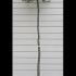 Topiary Boxhead Hornbeam Trees 2.4 m buy online UK.
