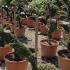Tall Topiary Flower, created from Ligustrum Jonandrum evergreen and part of our unique topiary collection. Buy UK