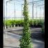 Trachelospermum Asiaticum Pink Showers Asiatic Jasmine 1.75-2 m buy online UK.