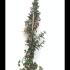 Trachelospermum Jasminoides Evergreen Jasmine 1-1.25 m buy online UK.