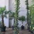 Trachelospermum Jasminoides Evergreen Jasmine 2-2.5 m buy online UK.