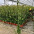 jasm 1.5-1.75 m buy online UK.
