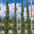 Trachelospermum Jasminoides Evergreen Jasmine 4-4.5 m buy online UK.