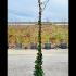 Trachelospermum Jasminoides Evergreen Jasmine 1.7-2 m buy online UK.