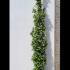 Trachelospermum Jasminoides Evergreen Jasmine 3.5-4 m buy online UK.