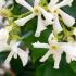 Trachelospermum jasminoides Evergreen Jasmine with white fragrant flowers