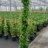 Trachelospermum Jasminoides Star Of Toscana Selbra 1.75-2 m buy online UK.