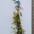 Trachelospermum Jasminoides Variegatum 80-100 cm buy online UK.