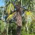 Hardy Palm Trachycarpus Fortunei or Chusan Palm, is available in several sizes from 1 meter to large palm trees of 4 metres.  Paramount Plants and Gardens, Palm Tree Specialists.