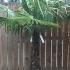Trachycarpus Fortunei - Chusan Palm 1.5-1.75 m buy online UK.