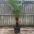 trachy 1.25-1.5 m buy online UK.