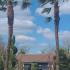 Trachycarpus Fortunei - Chusan Palm 8-9 m buy online UK.