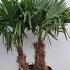 Trachycarpus Fortunei - Chusan Palm 90-110 cm buy online UK.