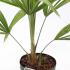 trachy 25-30 cm buy online UK.