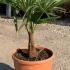 Trachycarpus Fortunei - Chusan Palm 50-60 cm buy online UK.