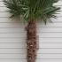 Trachycarpus Fortunei - Chusan Palm 2-2.5 m buy online UK.