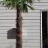 Trachycarpus Fortunei - Chusan Palm 2.5-2.75 m buy online UK.