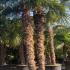 Trachycarpus Fortunei - Chusan Palm 3.5 m buy online UK.