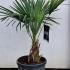 Trachycarpus Fortunei - Chusan Palm 60-80 cm buy online UK.