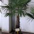 Trachycarpus Fortunei - Chusan Palm 1.75-2 m buy online UK.