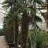 Trachycarpus Fortunei - Chusan Palm 3-3.5 m buy online UK.