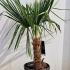 Trachycarpus Fortunei - Chusan Palm 80-100 cm buy online UK.