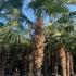 Trachycarpus Fortunei - Chusan Palm 3.25-3.5 m buy online UK.
