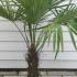 Trachycarpus Fortunei - Chusan Palm 1-1.25 m buy online UK.