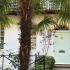 Mature Trachycarpus Fortunei Palm Tree growing in a Central London front garden