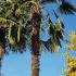 Mature Trachycarpus Fortunei Palm Trees, shown here growing in the Alps in Italy