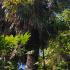 Mature Trachycarpus Fortunei or Chusan palm growing in the West Country UK