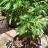 Trochodendron Aralioides or Japanese Wheel Tree 30-40 cm buy online UK.