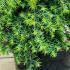 Tsuga Canadensis Jeddeloh 20-30 cm buy online UK.