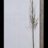 Ulmus Columella Elm Full Standard Tree 3.5-4 m buy online UK.