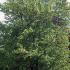 Ulmus Dodoens Elm, a disease resistant variety of Elm tree introduced by Dutch botanist.
