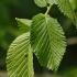 Ulmus Columella Elm, a Dutch cultivar by the Dorschkamp Research Institute in Wageningen and extremely resistant to Dutch elm disease.
