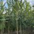 Ulmus Glabra - Wych Elm 2.5-3 m buy online UK.
