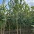 Ulmus Glabra Wych Elm trees for sale online with UK delivery