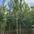 Ulmus Glabra Wych Elm Trees for Sale UK - these are Mature Ulmus Glabra specimen trees