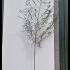 Ulmus Lobel - Lobel Elm 3.75-4.25 m buy online UK.