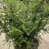 Ulmus Parvifolia Sagei Dwarf Chinese Elm 1-1.25 m buy online UK.