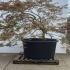 Acer Palmatum Dissectum Viridis Unique Tree For Sale UK 