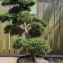 Ilex Crenata Cloud Tree Unique Tree For Sale UK 