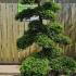 Ilex Crenata Cloud Tree Unique Tree For Sale UK 