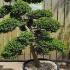 Ilex Crenata Cloud Tree Unique Tree For Sale UK 