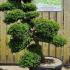 Ilex Crenata Cloud Tree Unique Tree For Sale UK