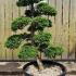 Ilex Crenata Unique Tree For Sale UK